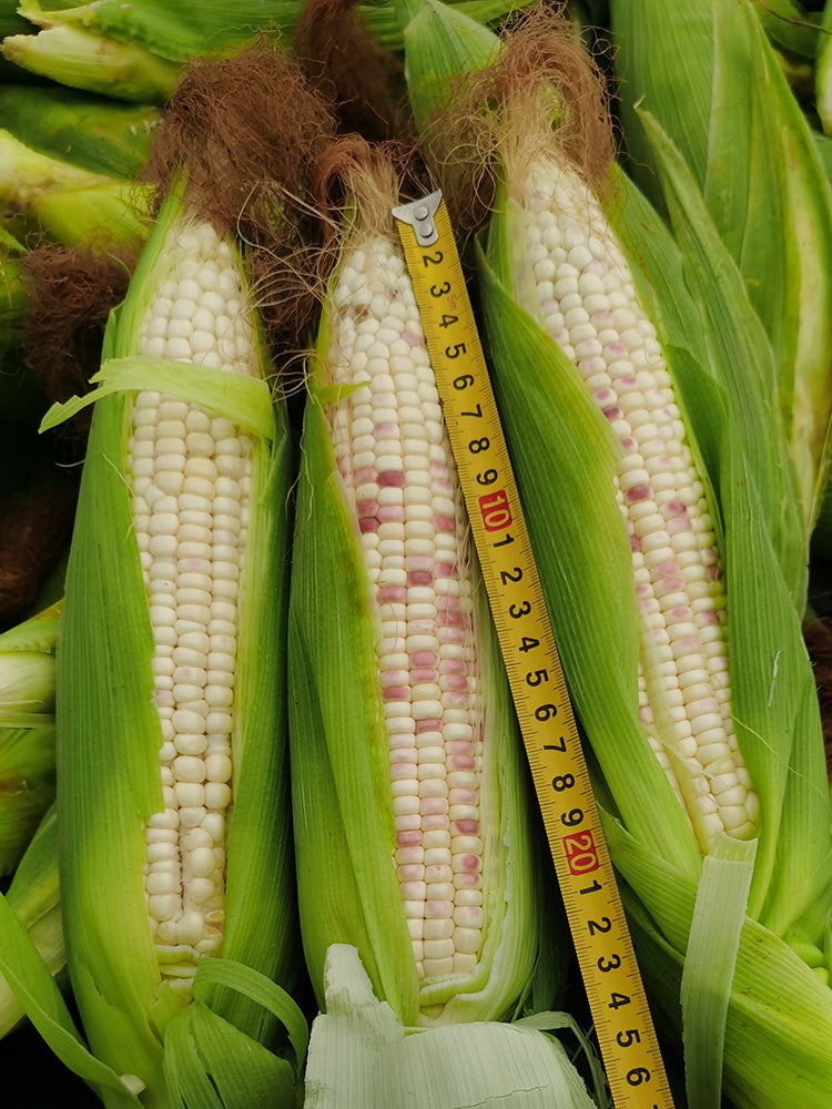 'Huanai 106' Color Sweet Waxy Corn