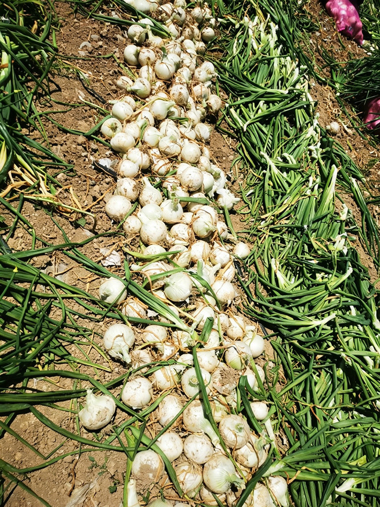 White Bulb Onion
