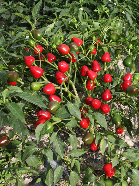 Spicy Aromatic Jar Pepper