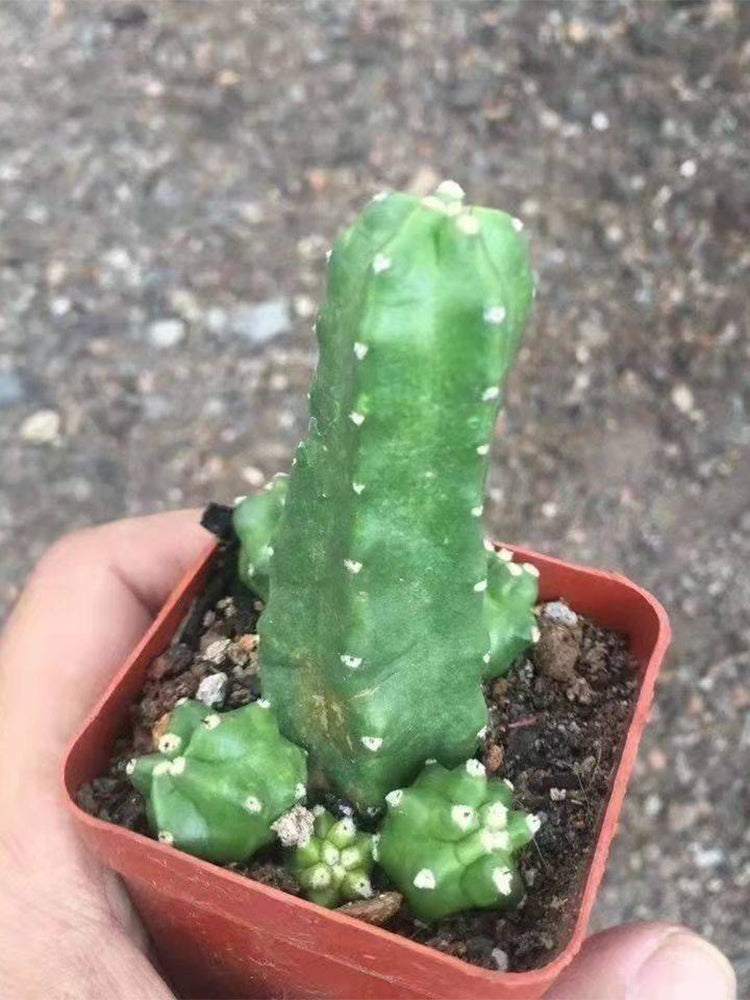 Echinocereus pentalophus cv 'Momotaro'