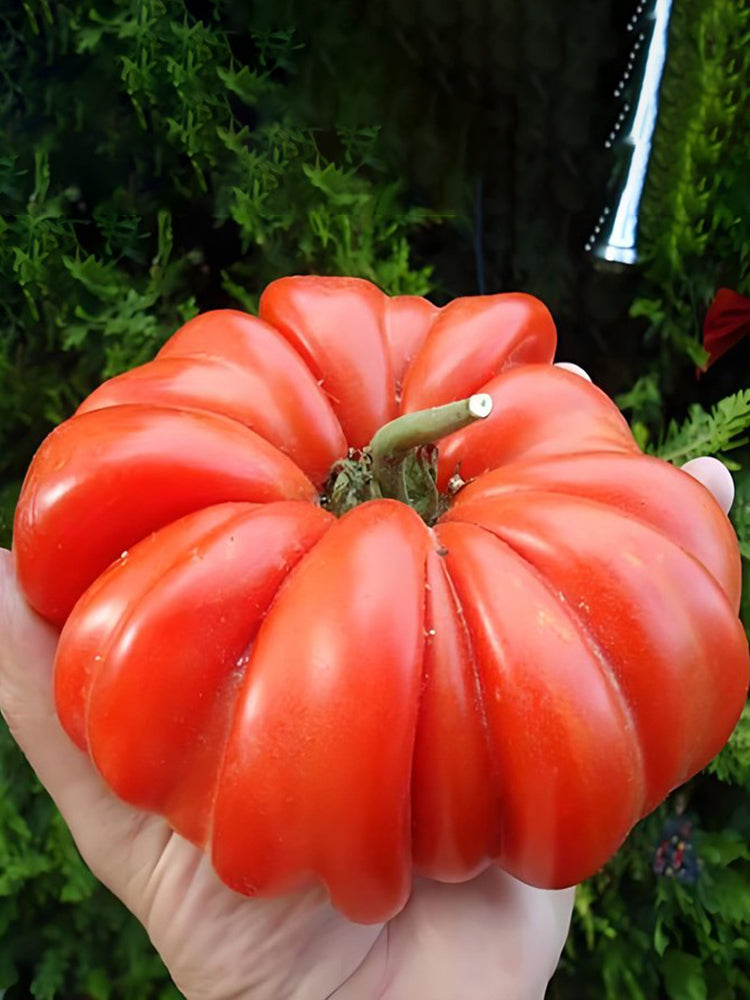 Giant Heirloom Pink Beefsteak Tomato
