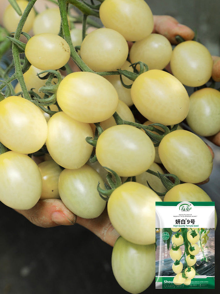 Yanbai No. 9 Cherry Tomato