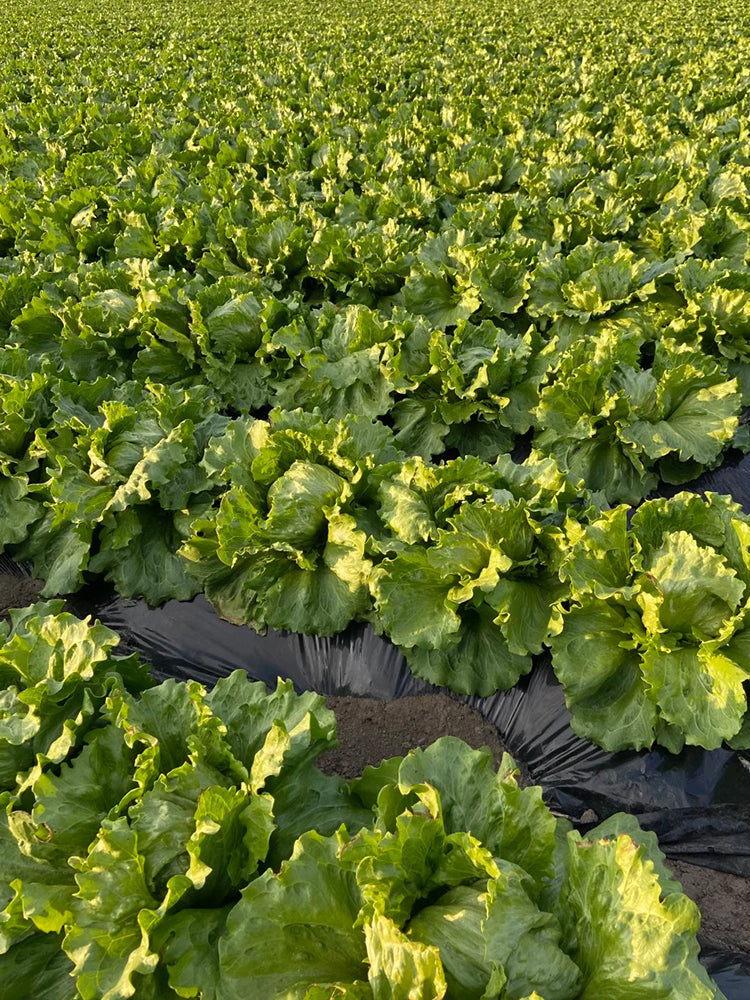 Caesar Crisphead Lettuce