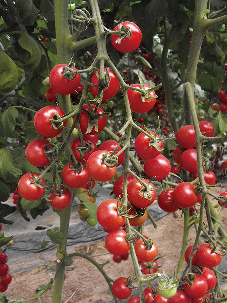 Pink Peach Tomato