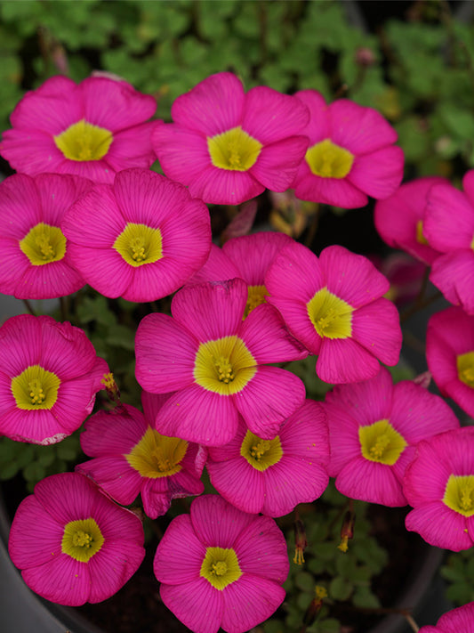 Oxalis obtusa Series Bulb - 'Ruby'