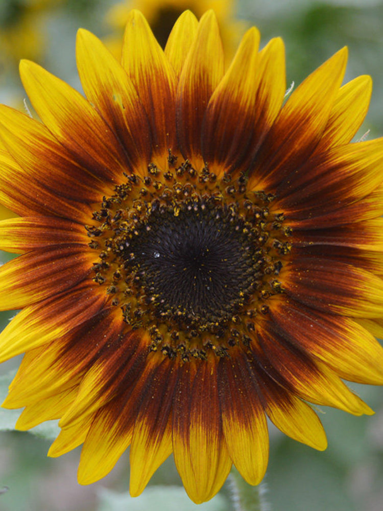'Solar Eclipse' Ornamental Sunflower