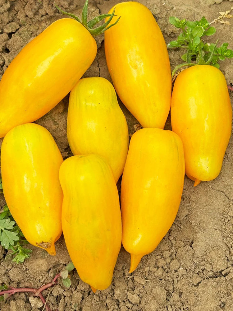 Yellow Banana Tomato