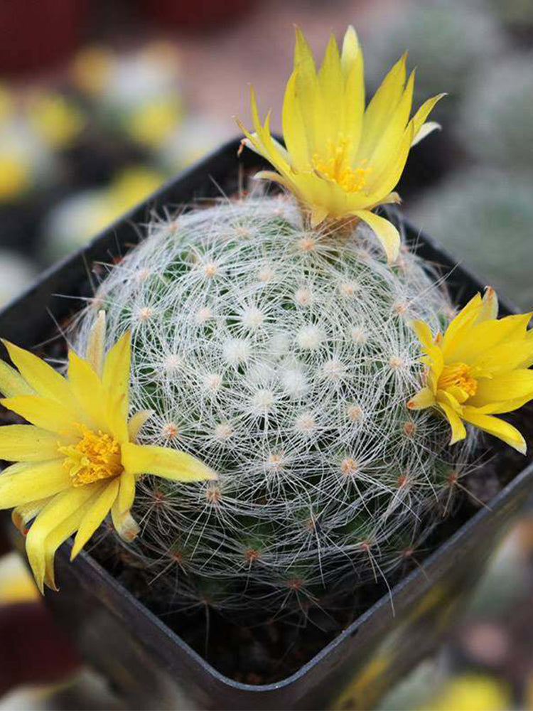 Mammillaria baumii