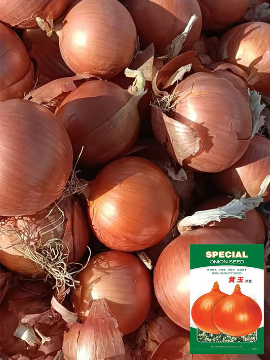 Imperial Topaz' Yellow Onion (Allium cepa L.)