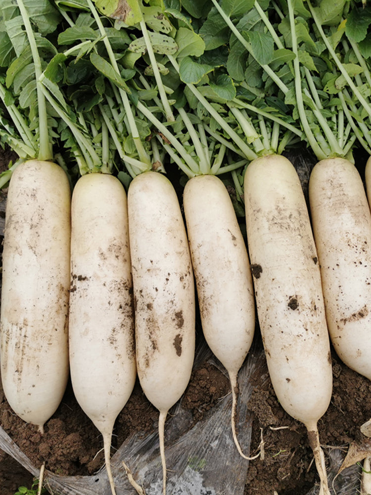 "Hakudaikon" Radish