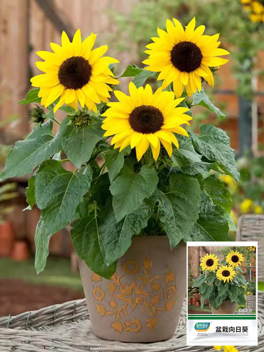 Bonsai Sunflowers