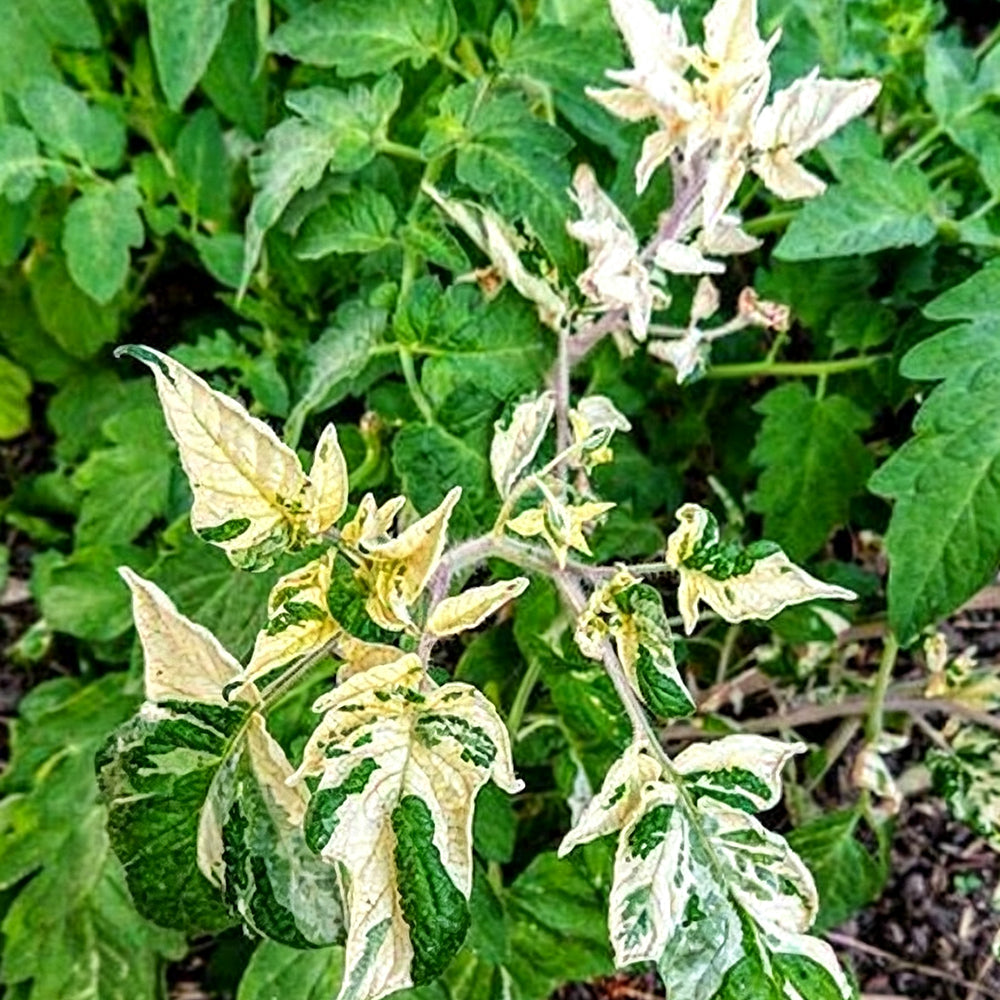 781 Variegated Potato Leaf Cherry Tomato