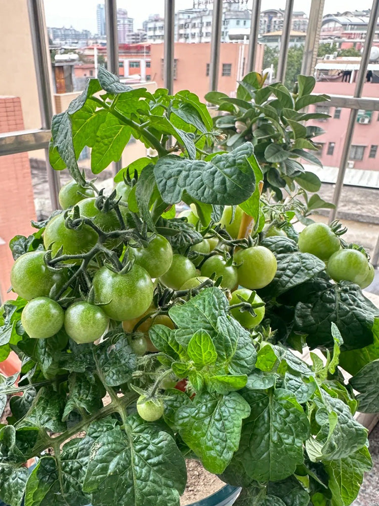 Dwarf Compact Red Cherry Tomato