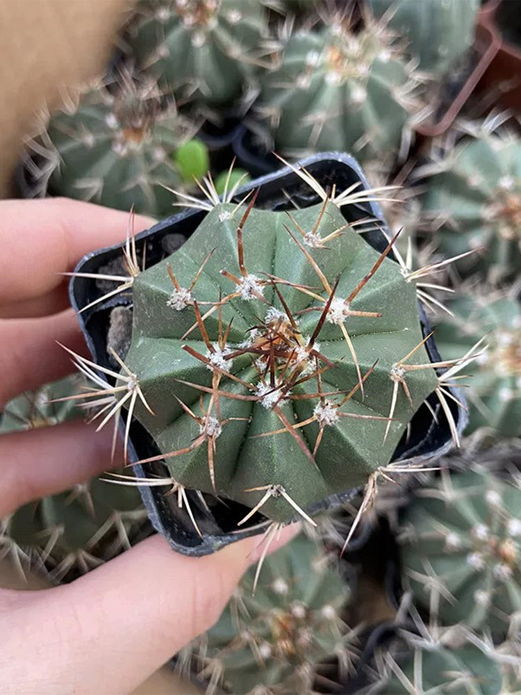 Melocactus amoenus