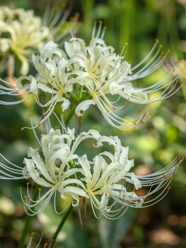 Straw Lycoris