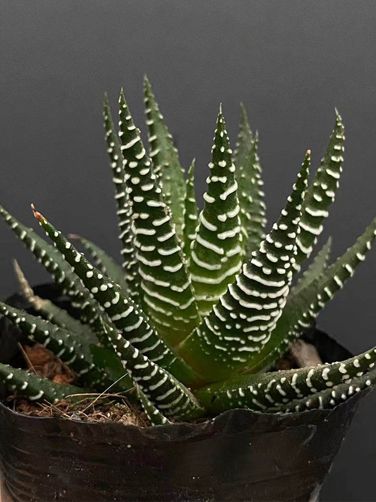 Haworthiopsis fasciata