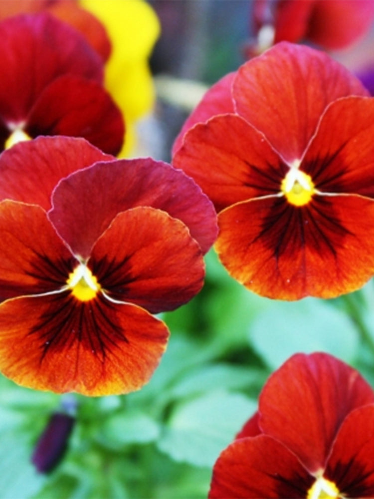Hezhichun Pansy 'Vermilion Mole'