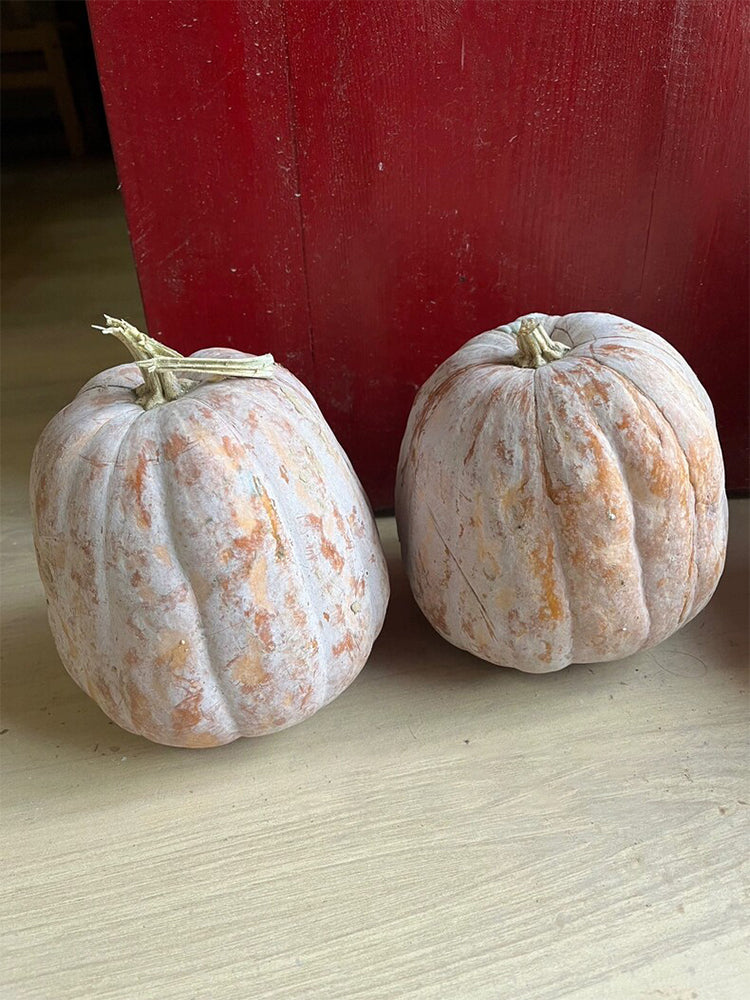Jiami F1 Pumpkin