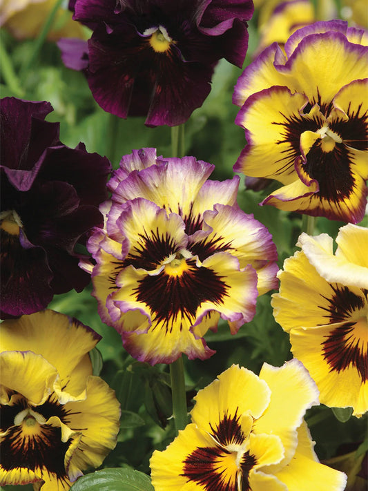 Viola × wittrockiana 'Lemon Berry Ruffle'