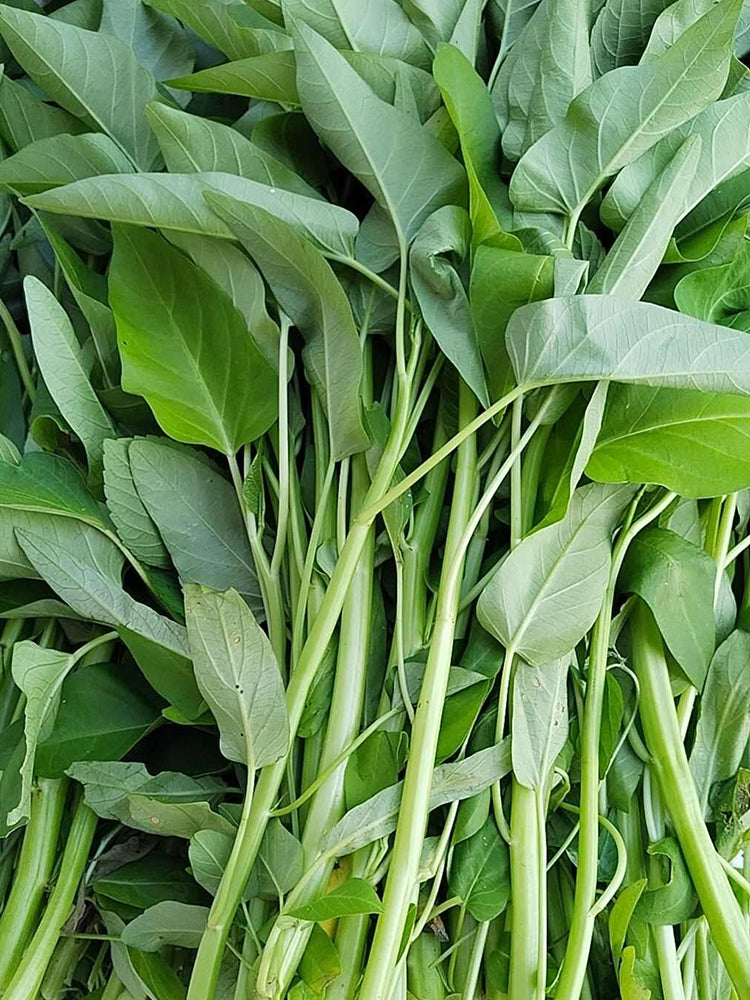 Large-Leaf White-Stem Water Spinach