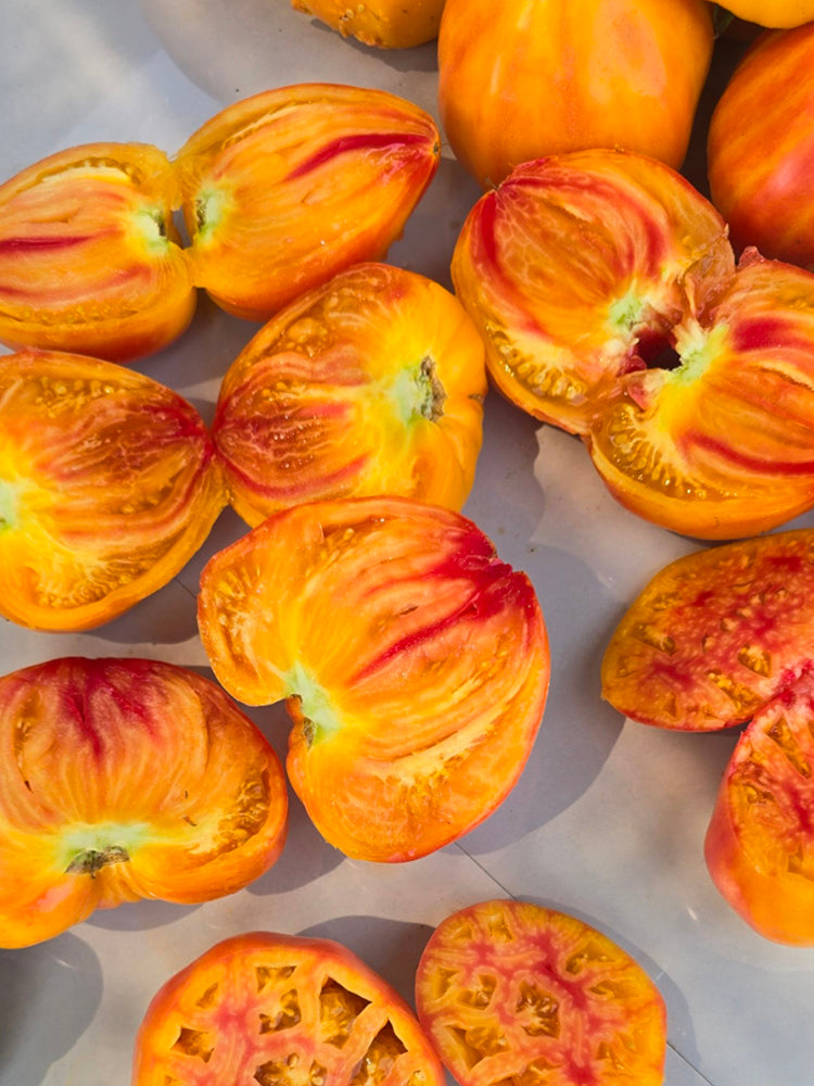867 Bicolor Beloved Heart Tomato