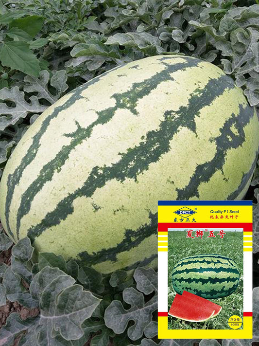Xiashi No.5 Watermelons