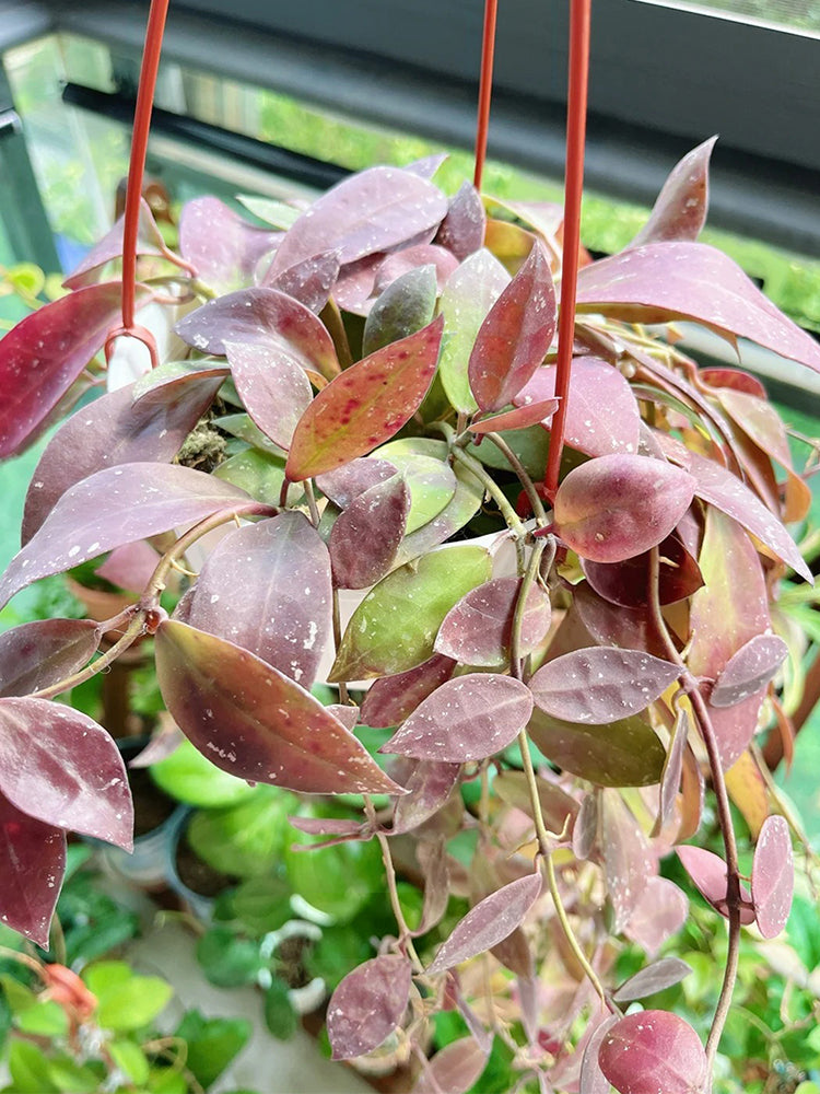Hoya walliniana 'Dark Leaf Splash' Unrooted Stem Cuttings