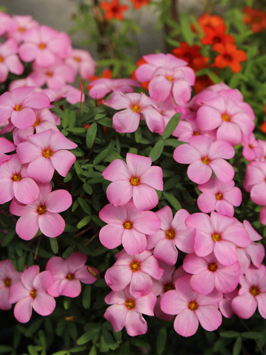 Oxalis obtusa Series Bulb - 'Shy Moon'