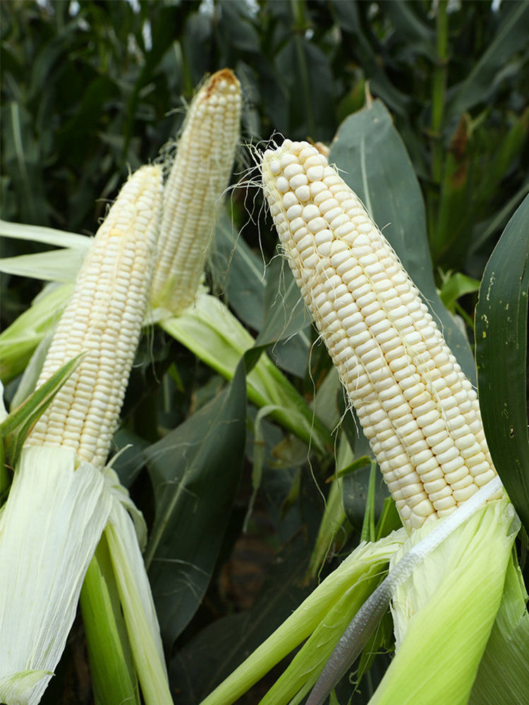 Aotiannuo 75 Sweet Waxy Corn