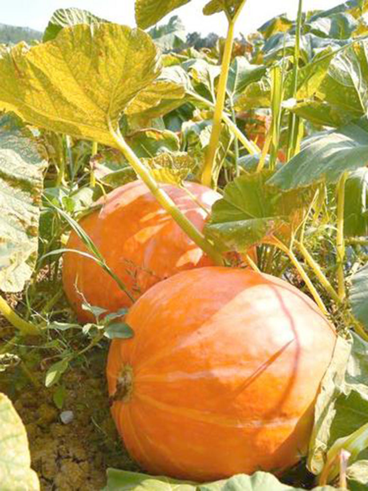 Extra Large Giant Pumpkin