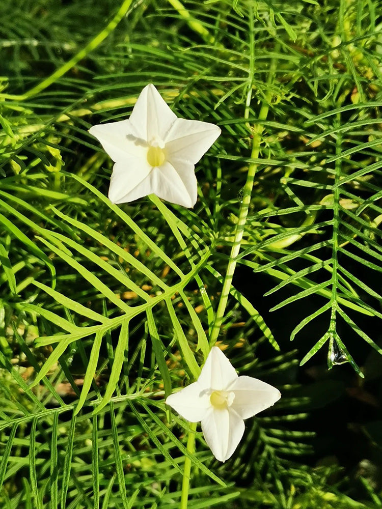 White Cypress Vine