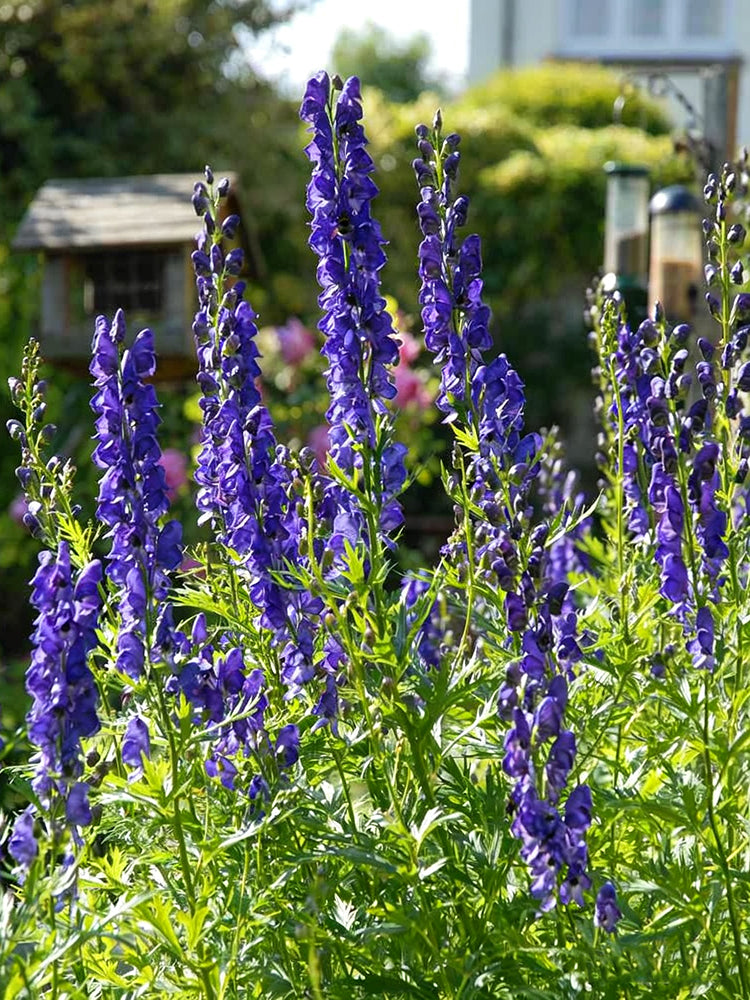 European Aconite