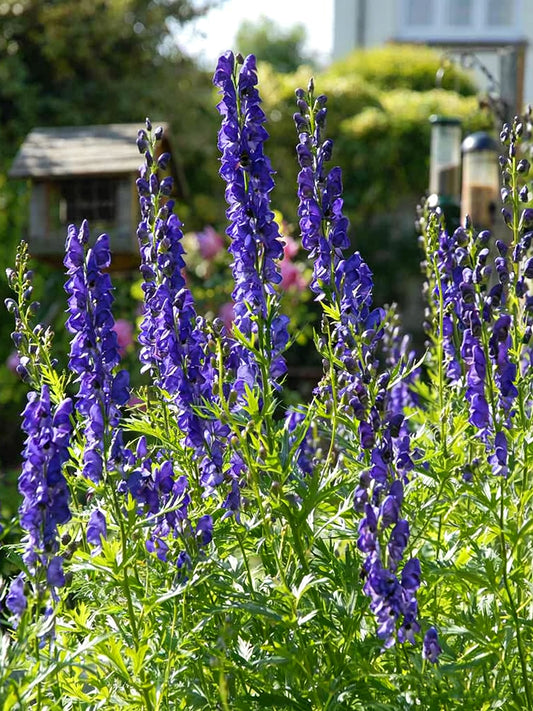 European Aconite