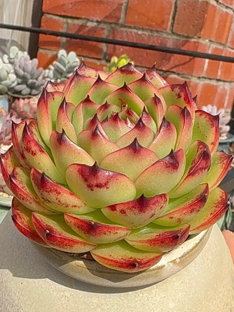 Echeveria cv. 'Gilva'
