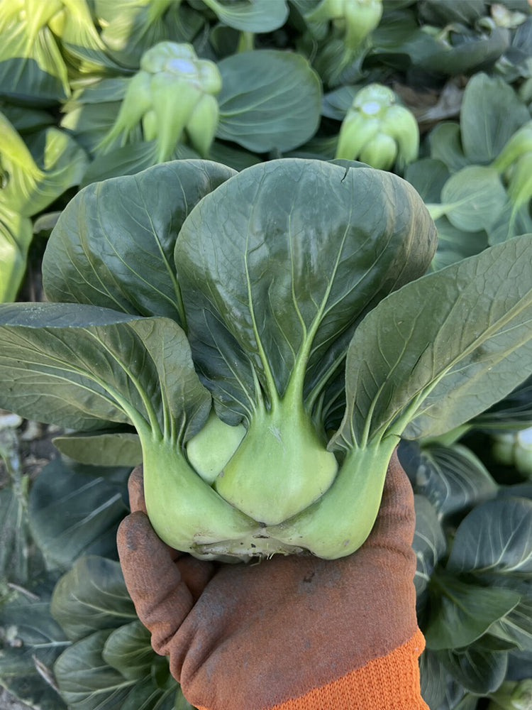 'Suzhou Green' Black-leaf Dwarf Bok Choy