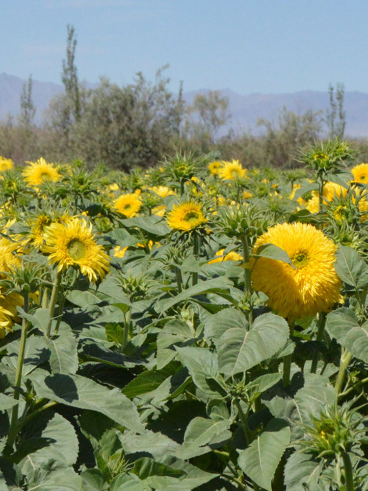 'Winnie Bear' Ornamental Sunflower