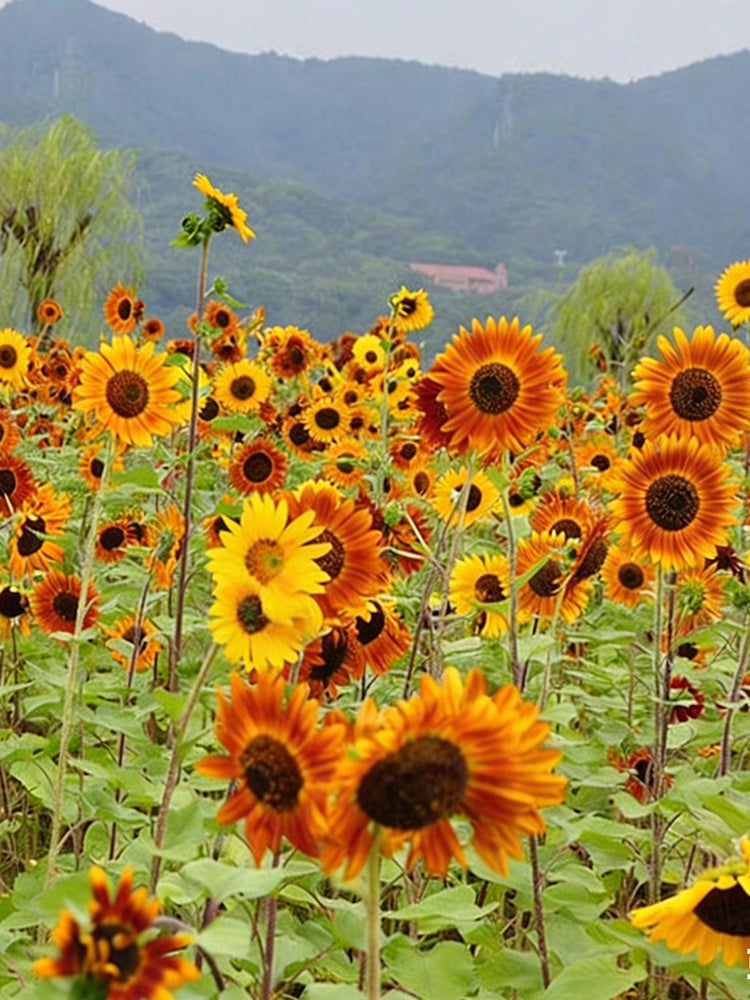 HEL10 Mixed Color Sunflower