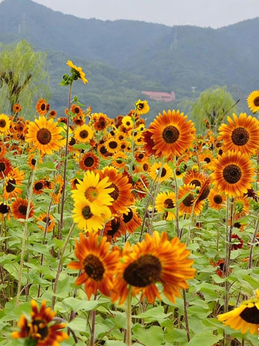 HEL10 Mixed Color Sunflower