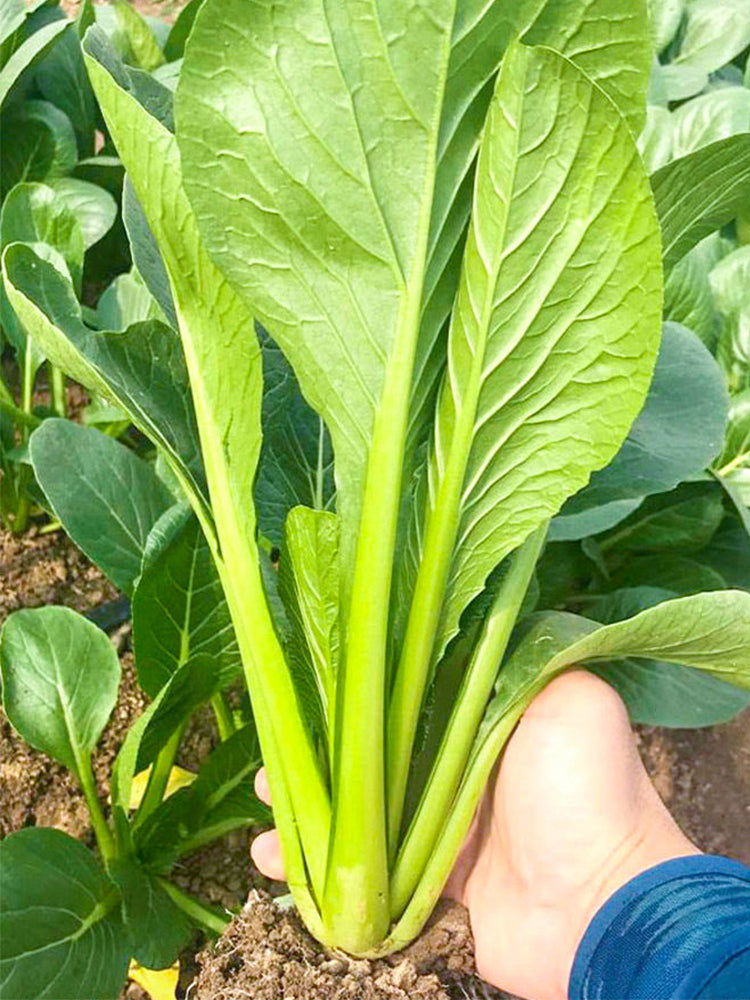 Little Shanghai F1 Bok Choy
