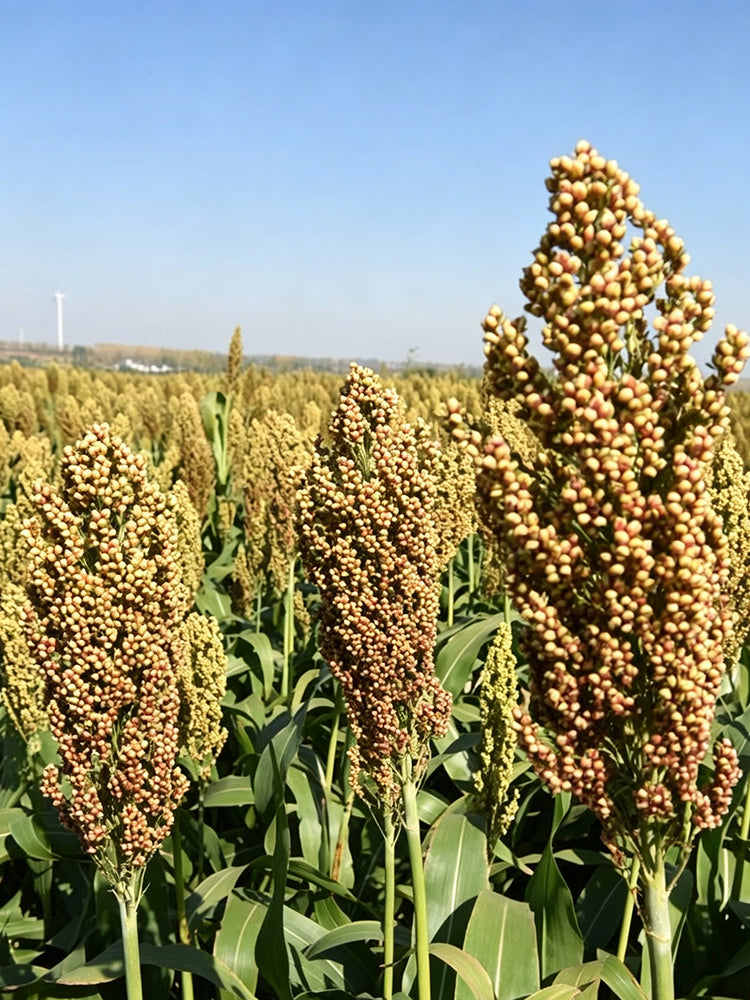 'Bainuo No.1' White Waxy Sorghum