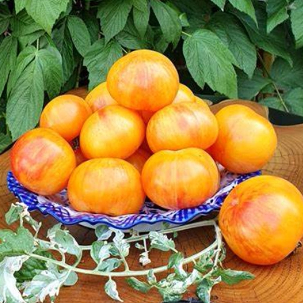 730 Yellow Surprise Tomato