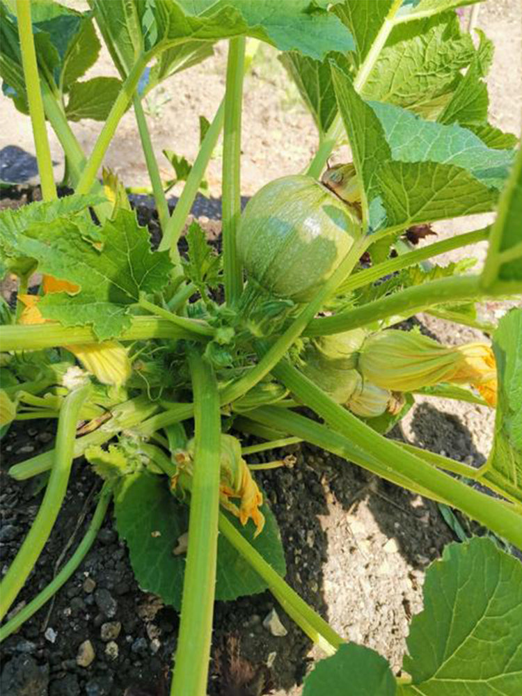 Green Pearl Zucchini