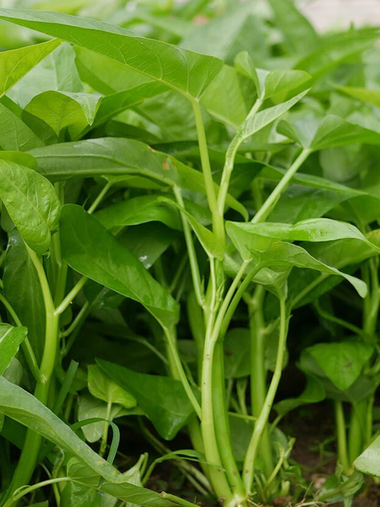 Meifeng No.3 Water Spinach