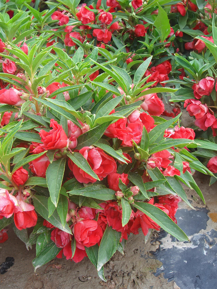 Red Garden Balsam Double Flowers (Impatiens balsamena.L)