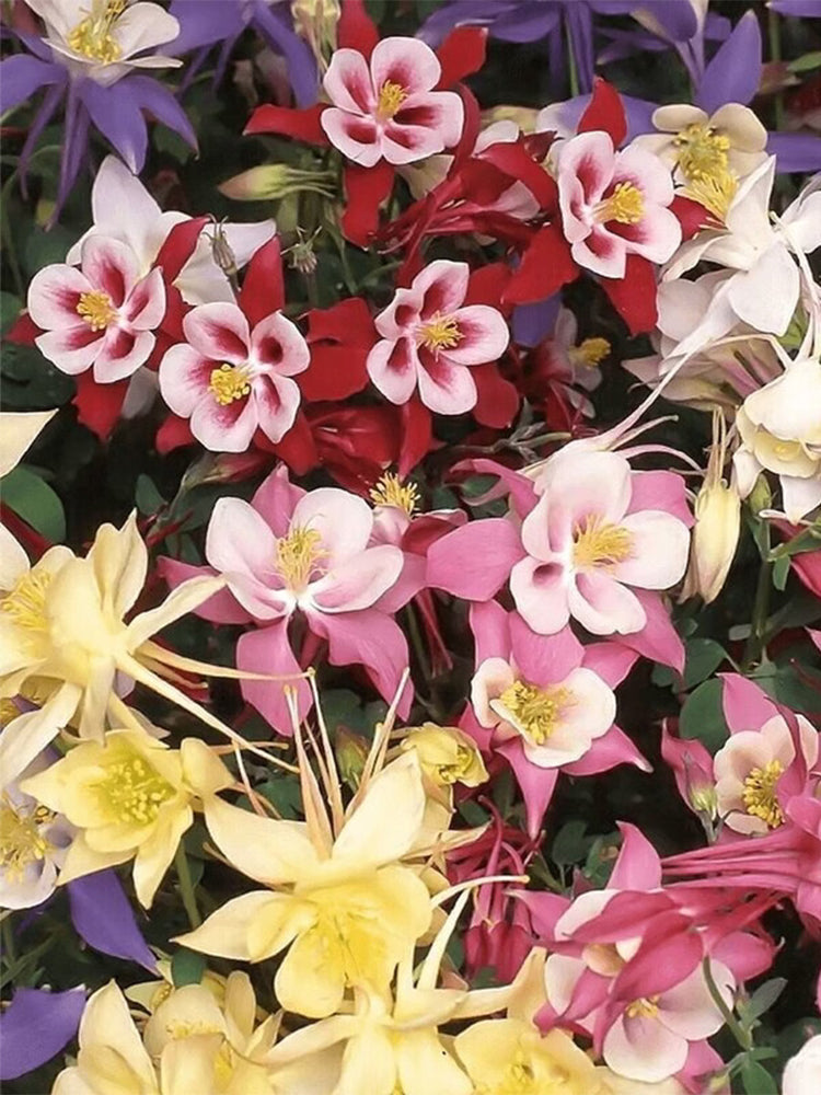 Hezhichun Aquilegia 'Cat's Paw Mix'