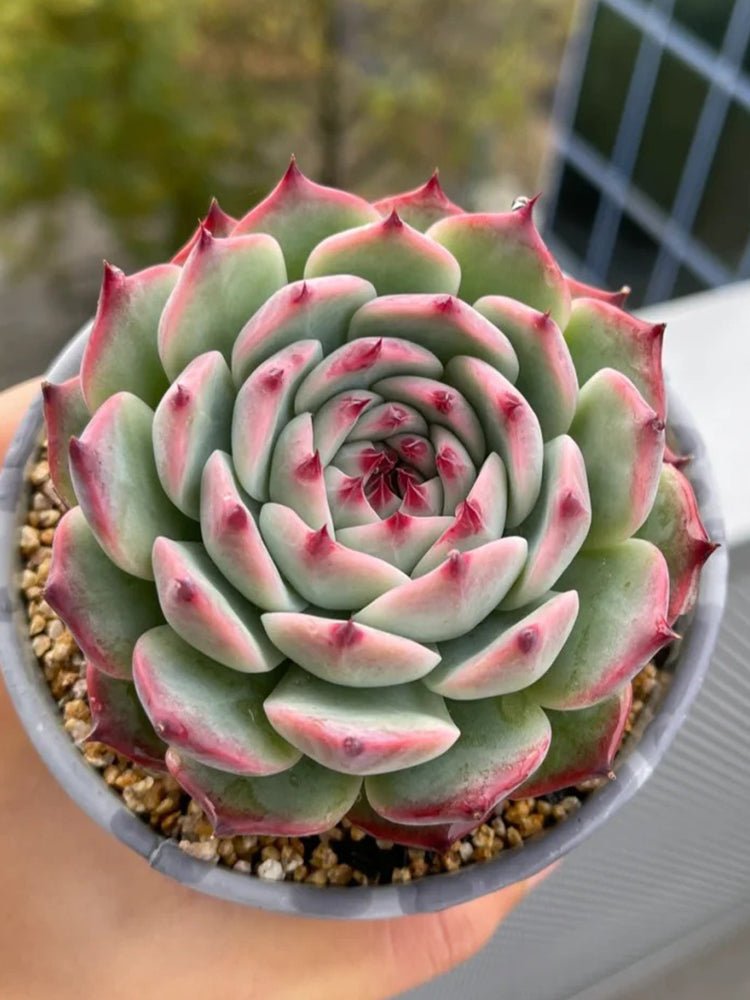 Echeveria chihuahuaensis