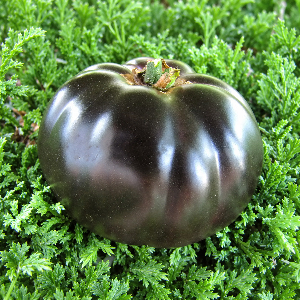 333 Dirty Curty Tomato