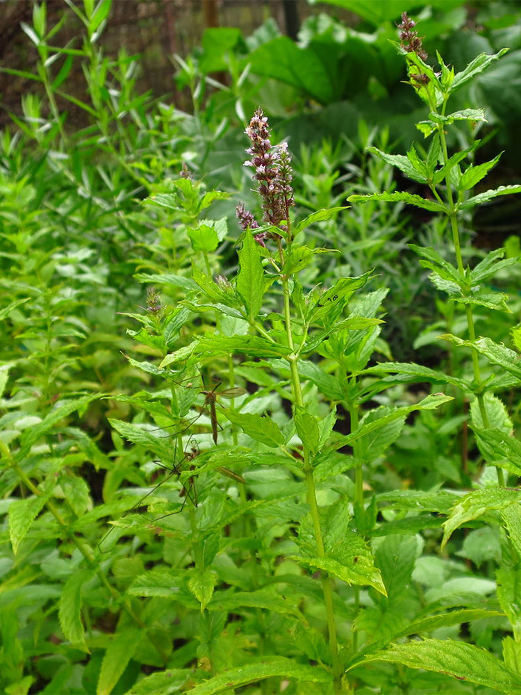 Spearmint Mint