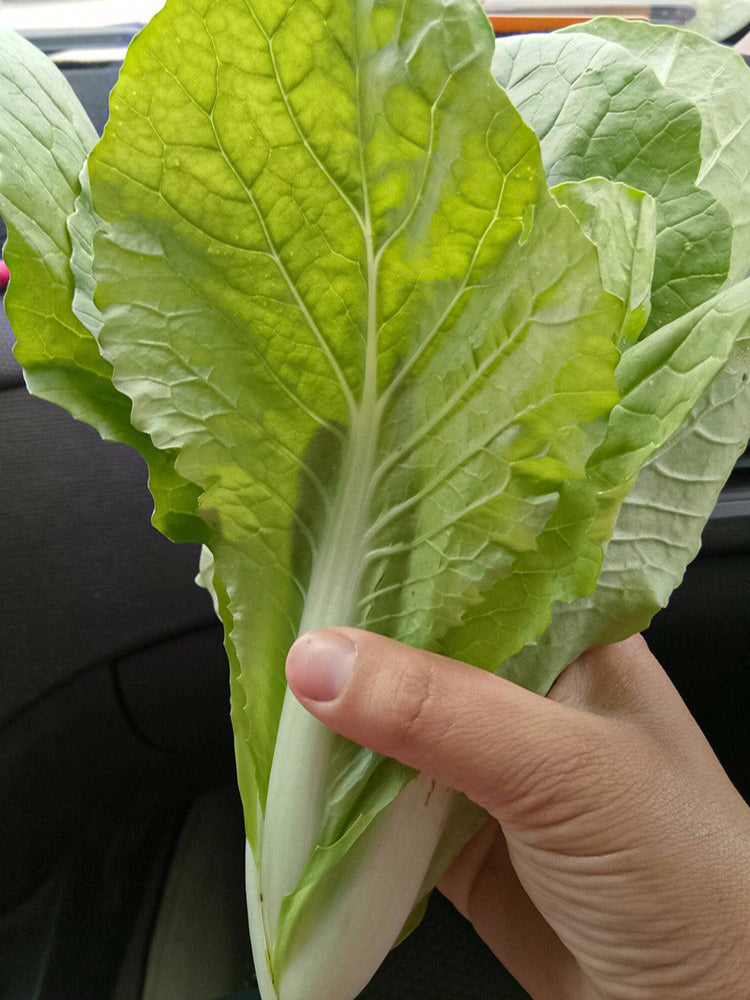 White-Stemmed Bok Choy