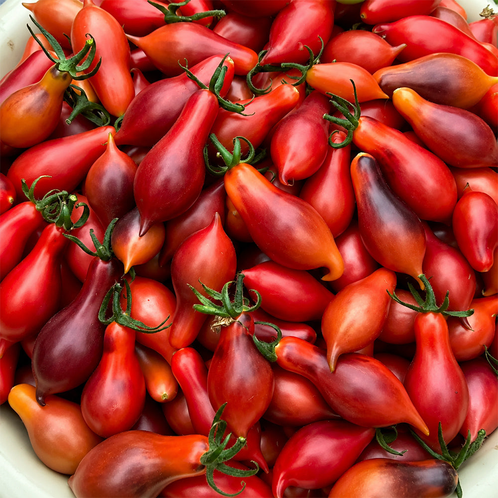 130 Kumquat Pink Opal Tomato